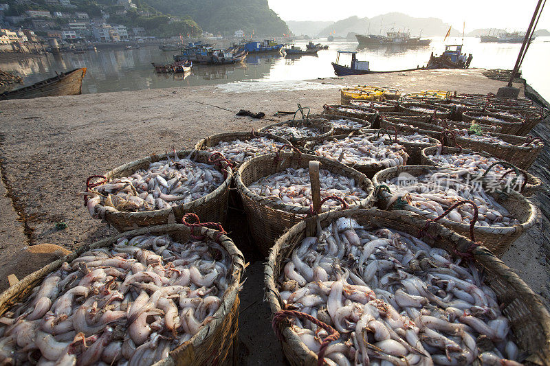 中国浙江海岸上午码头