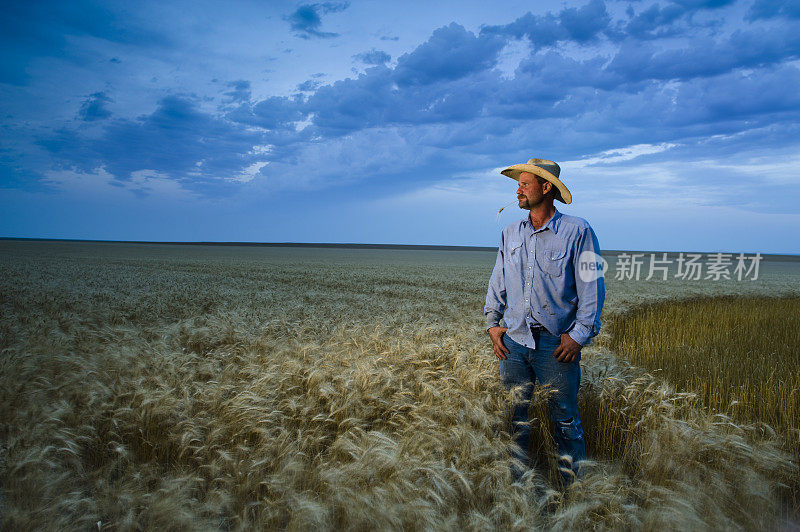 美国农民在收获的时候在堪萨斯州的黄昏小麦中
