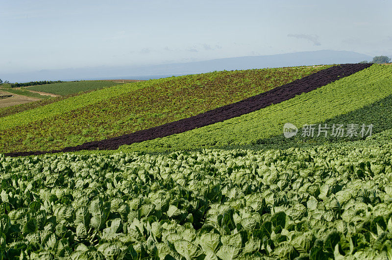 卡车农场，沃森维尔，加州