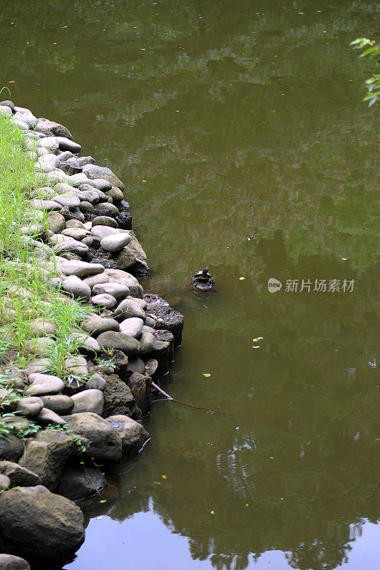 日本:东京的代代木公园