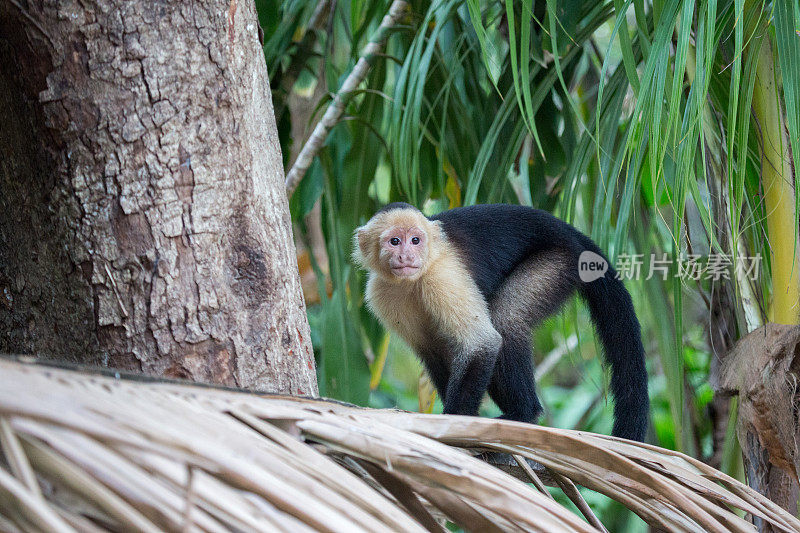 哥斯达黎加卷尾猴