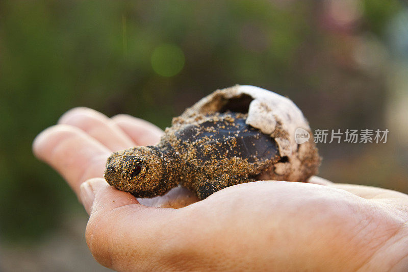 新生的卡瑞塔(红海龟)