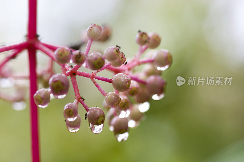 雨滴