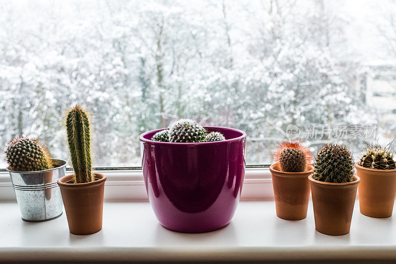 有雪背景的仙人掌