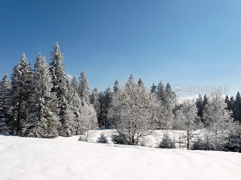 黑森林冬天的雪景