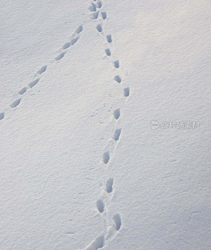 雪地里的脚印