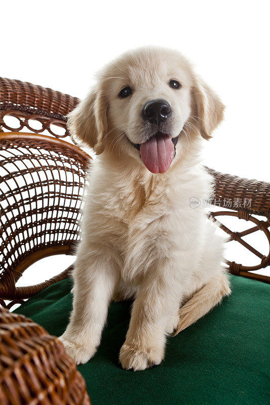 金毛猎犬小狗坐在柳条椅子白色背景