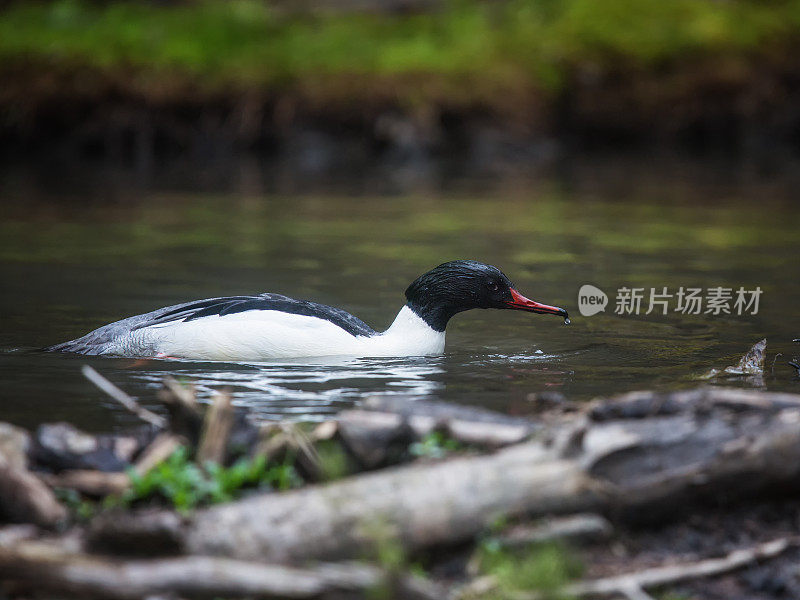 秋沙鸭(Mergus秋沙鸭)