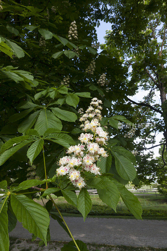 板栗花