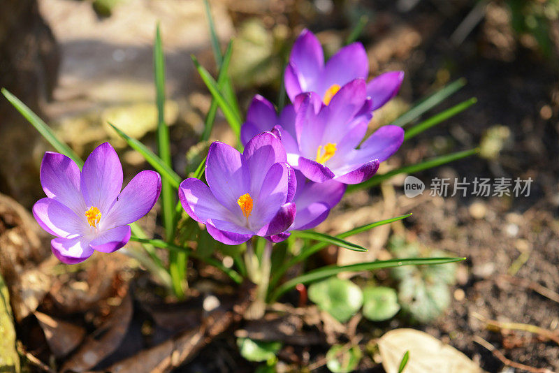 番红花在春天开花