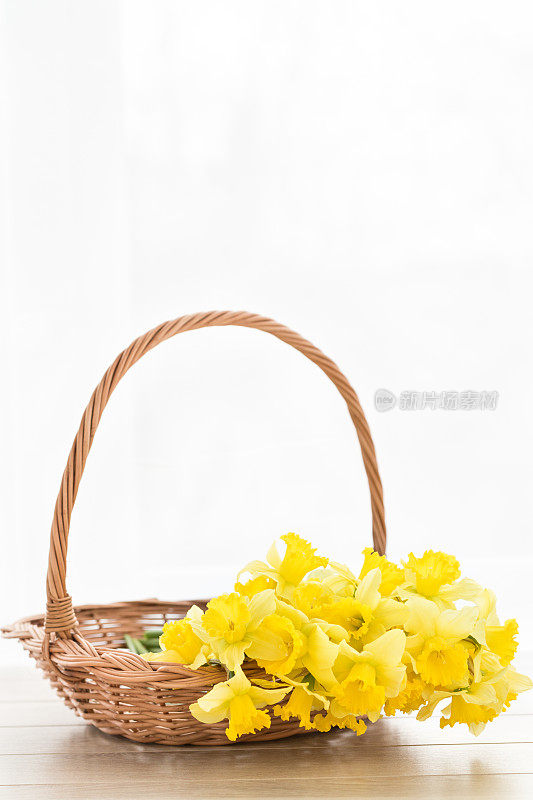 一束春天的黄色水仙花放在一个篮子里
