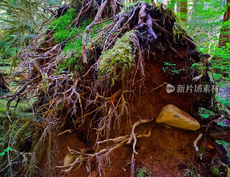 索尔杜克森林根