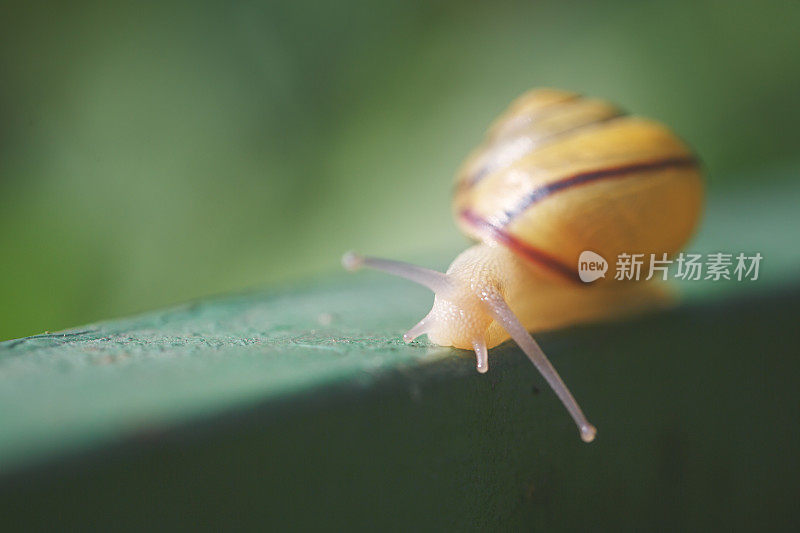 花园里的蜗牛来了