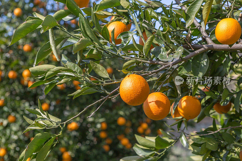 有机橙子，在自家种植的橘子树上