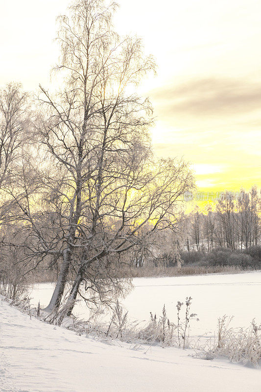 在冬天有雪的背光树的细节景观。