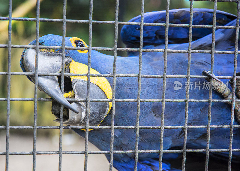 蓝色鹦鹉爬在铁丝笼上