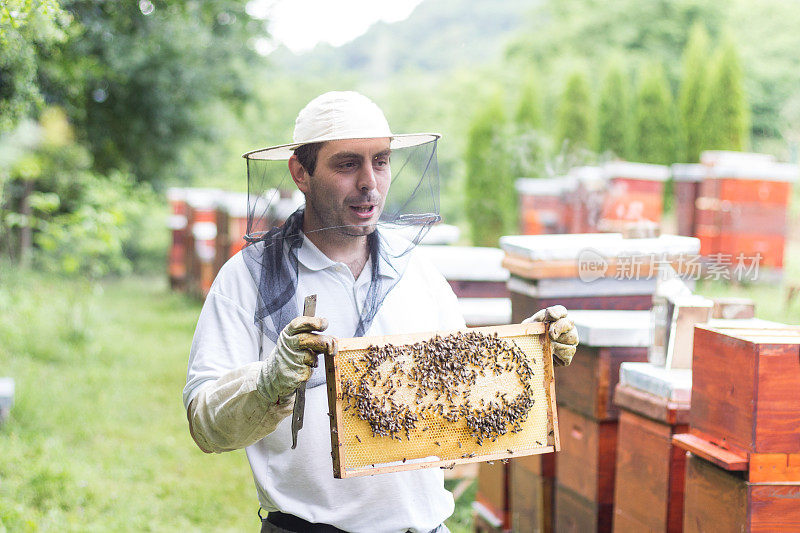 养蜂人在检查蜂箱
