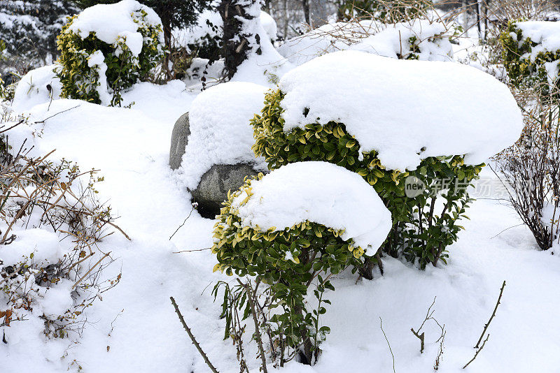 到处都是雪