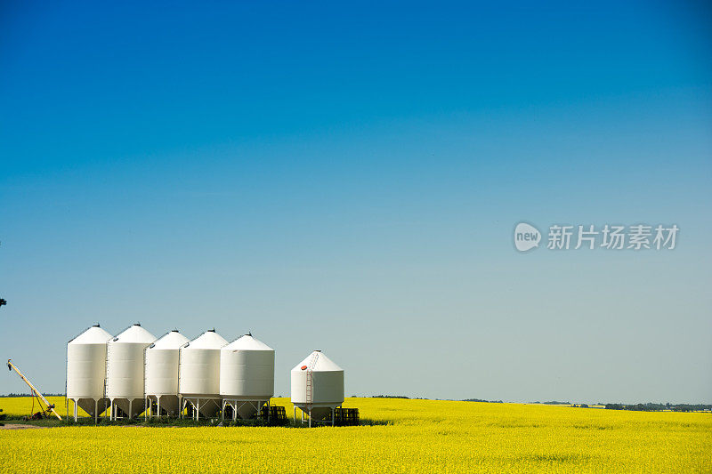 粮仓和油菜籽