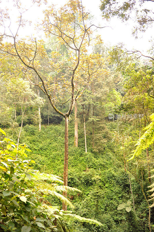 卢旺达:Nyungwe雨林