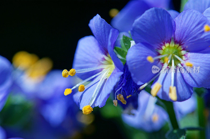 蓝色开花植物特写