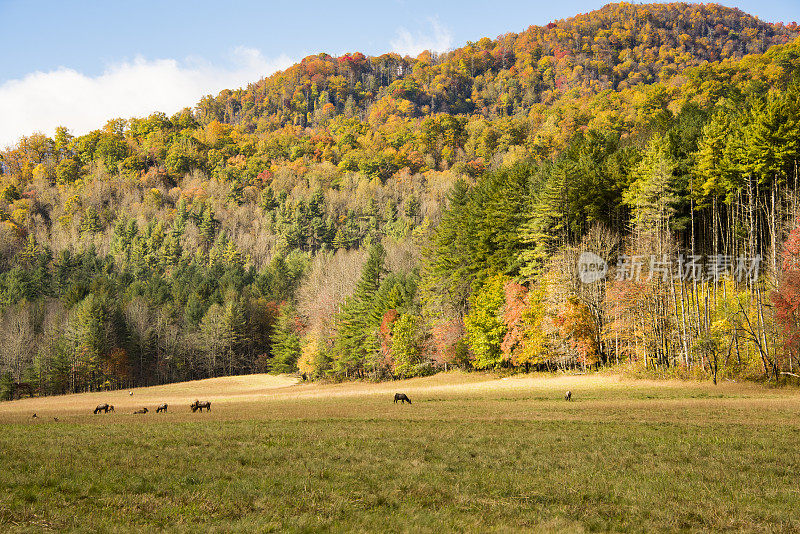 放牧麋鹿，Cataloochee