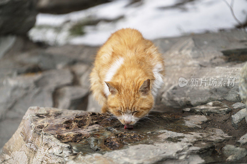 流浪猫在岩石上喝水