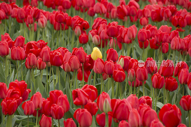 郁金香季节