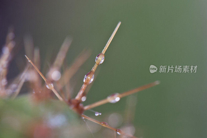 仙人掌峰值细节