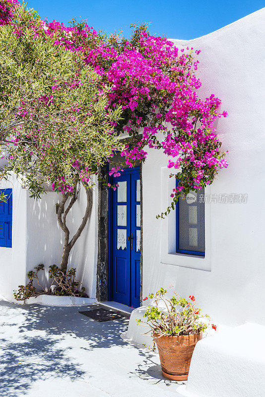 希腊圣托里尼的传统白房子上覆盖着九重葛花