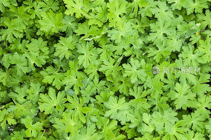 Heuchera，珊瑚钟，植物背景