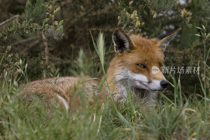 红狐狸(Vulpes)