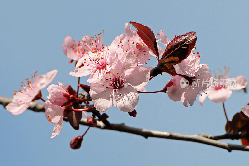 紫叶樱桃李，樱桃李，花