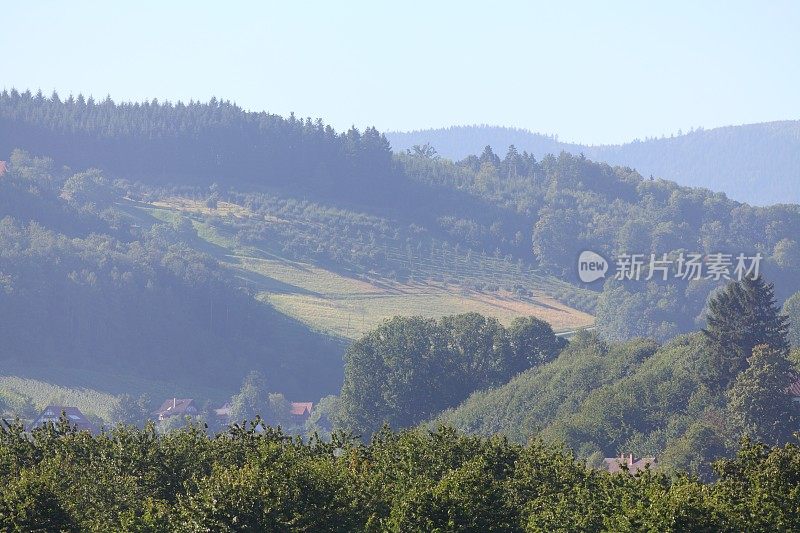 黑森林的夏季景观