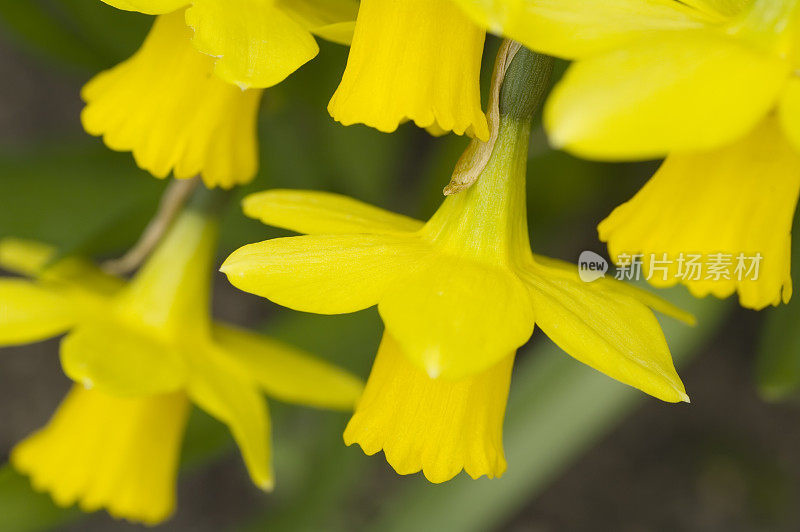 水仙花假名（文化）