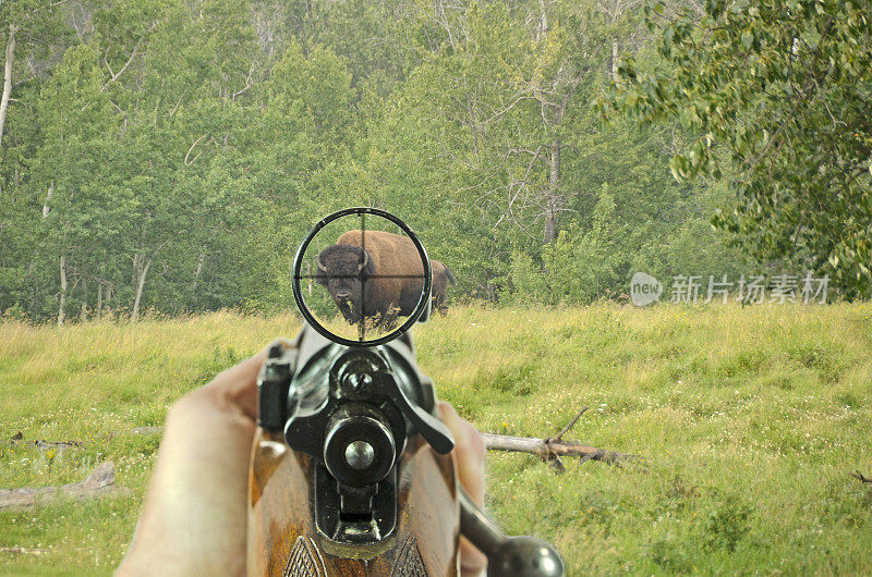 步枪瞄准镜放在一头野牛的头上