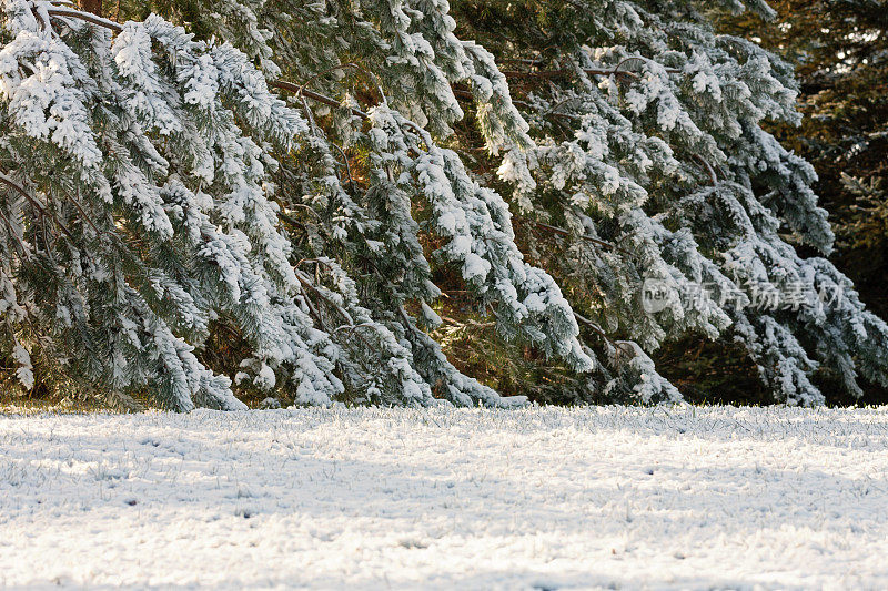 白雪覆盖的松树