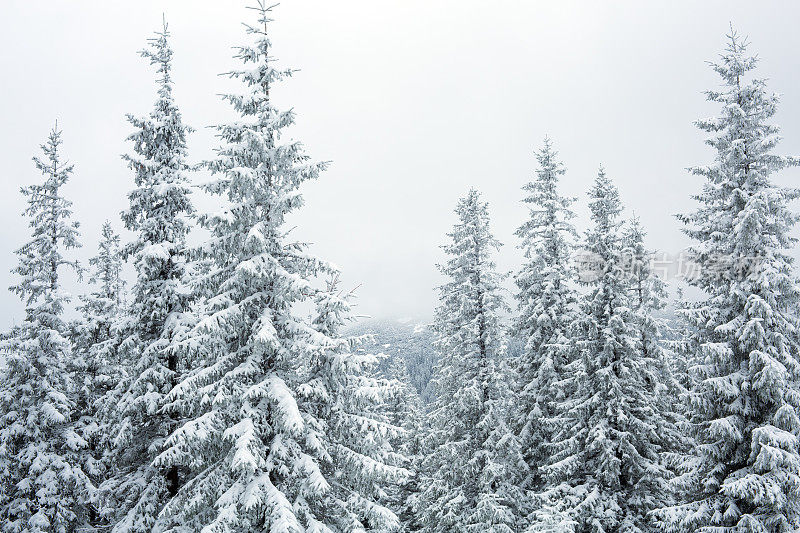 的雪山森林