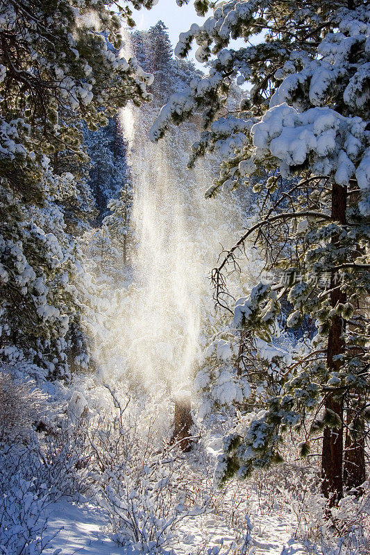 派克国家森林雪