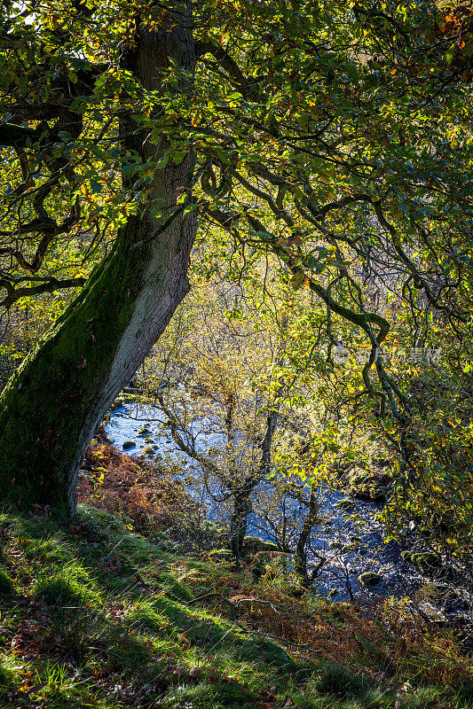 英格兰约克郡河边的一棵秋天的树