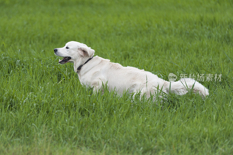 年轻的金毛猎犬