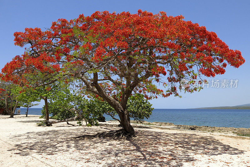 皇家Poinciana