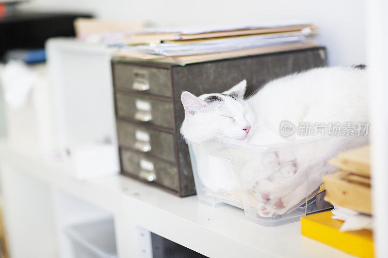 睡在办公室包厢里的猫
