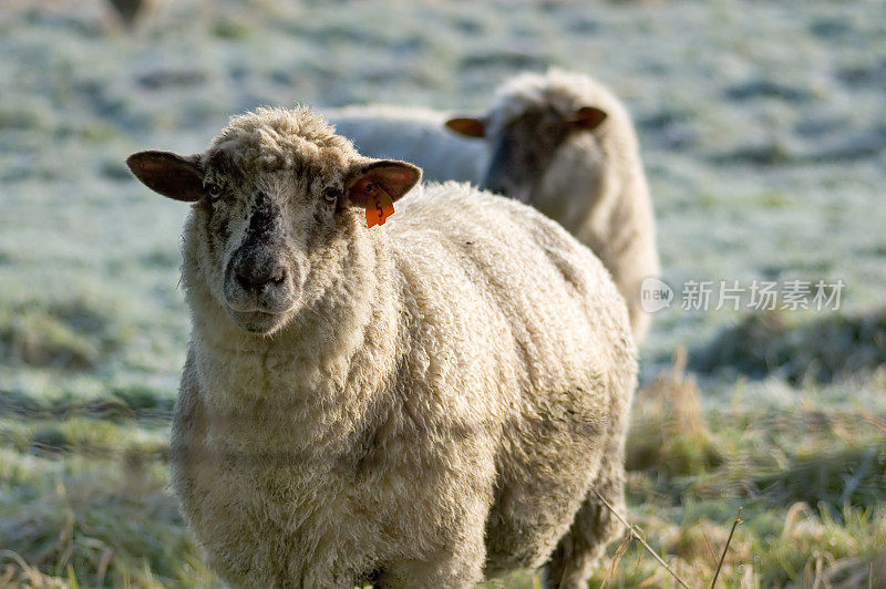 动物——Sheep2