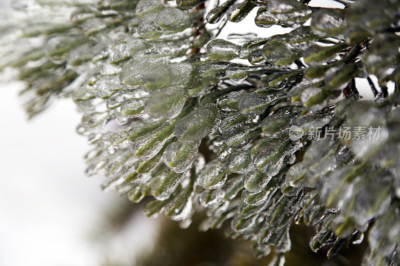 加拿大:冰雪覆盖的常青树(2013年冰风暴)