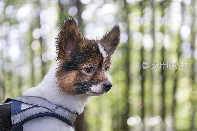 春天彩色森林里的湿蝶犬