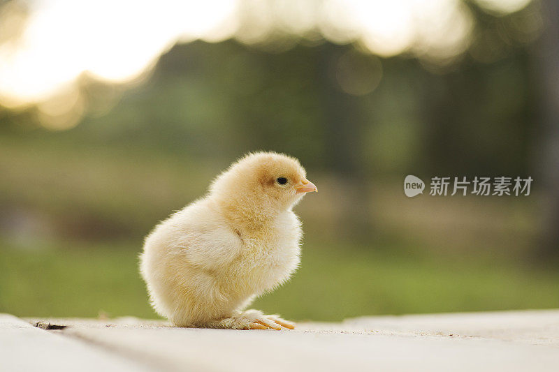 牛子，小矮脚鸡