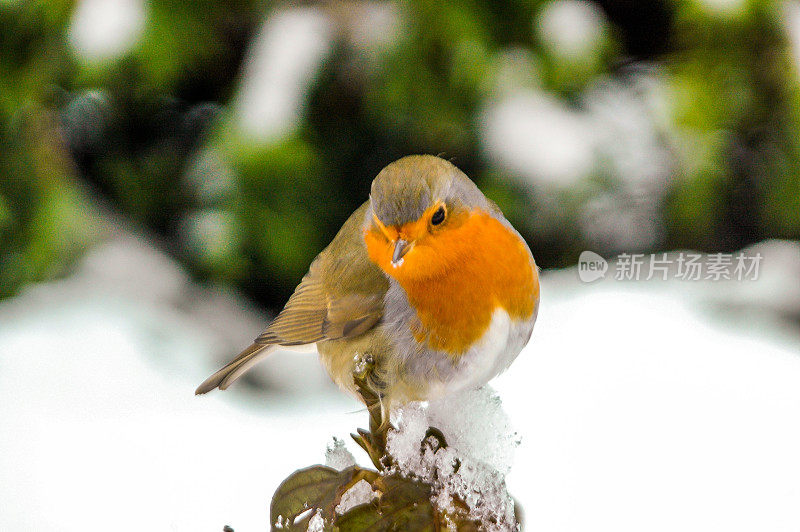 罗宾在雪