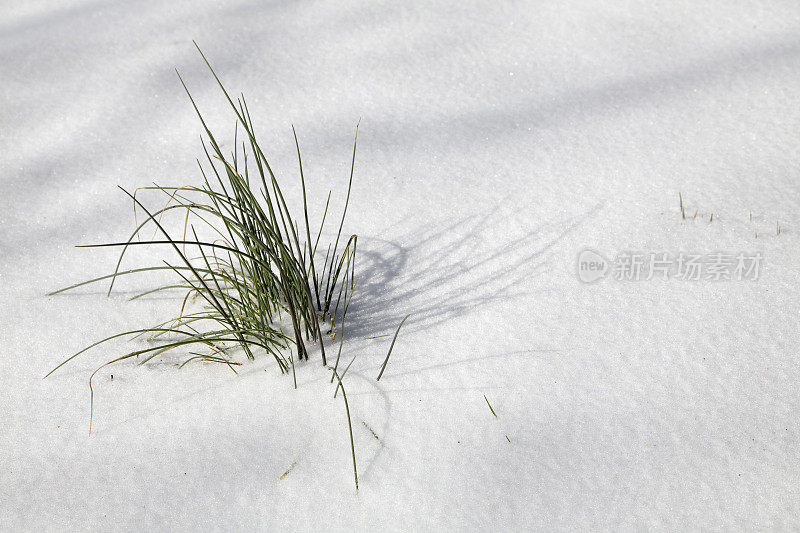 雪中的草(横)