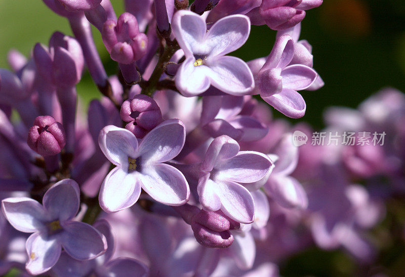 淡紫色的花朵特写